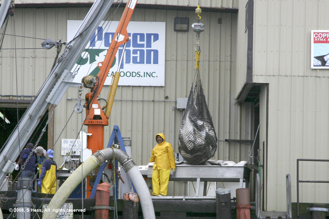 Unloading Halibut at a fish processing plant